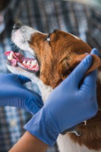 a happy dog looking at a vet