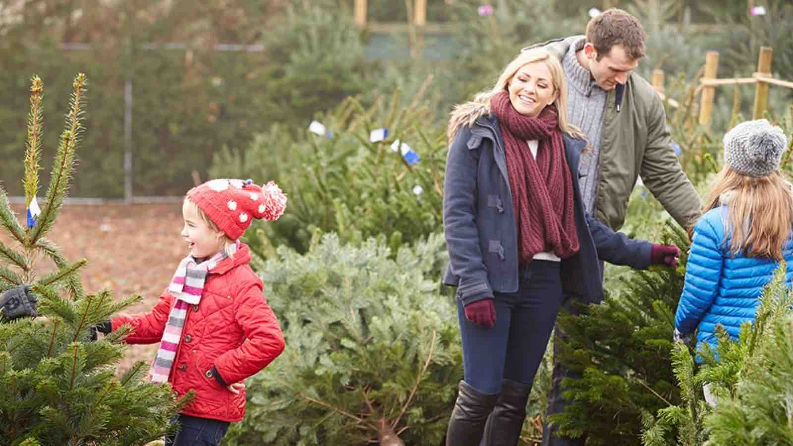500767979_xmastreee1417206176432 Family selecting a live Christmas tree