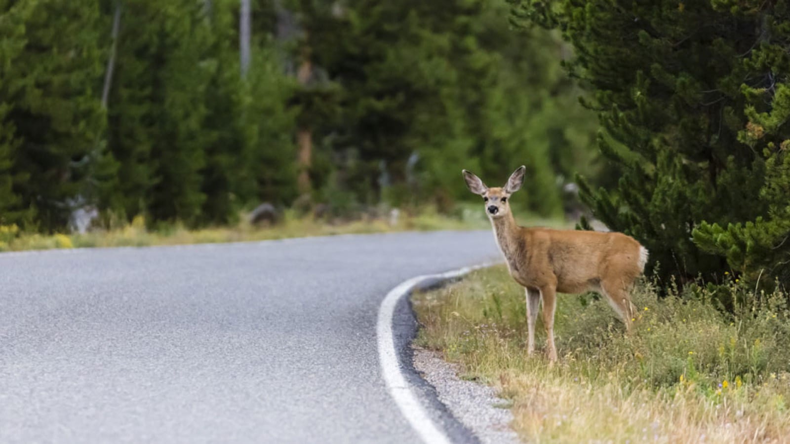 Deer on roadside Deer on roadside