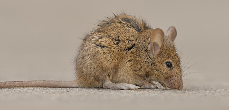 mouse-damage-large-1